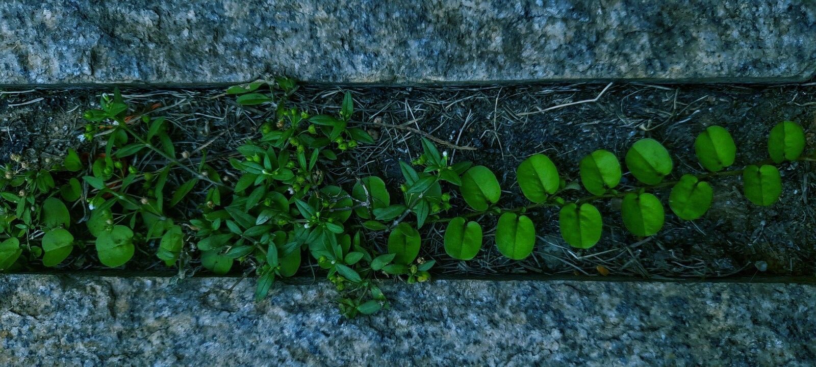 Urban Political Ecology