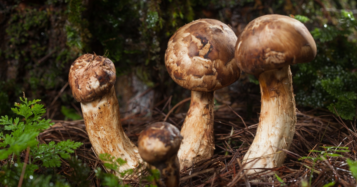 Mushrooms At the End of the World